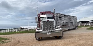9 years old Hauling cattle in a 700hp Peterbilt 379!!